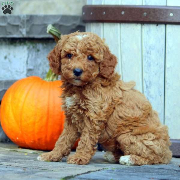 Gloria, Mini Goldendoodle Puppy