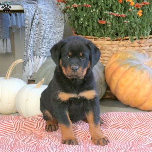 Glory, Rottweiler Puppy