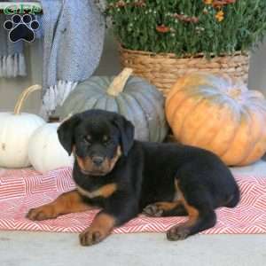 Glory, Rottweiler Puppy