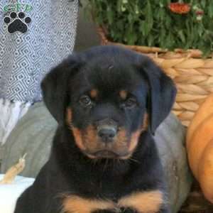 Glory, Rottweiler Puppy