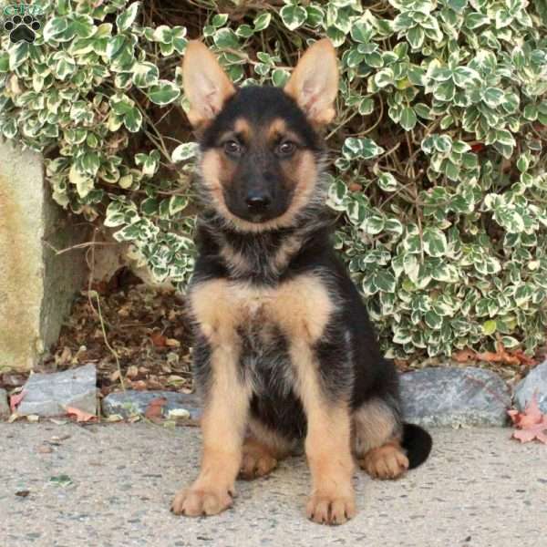 Gobi, German Shepherd Puppy