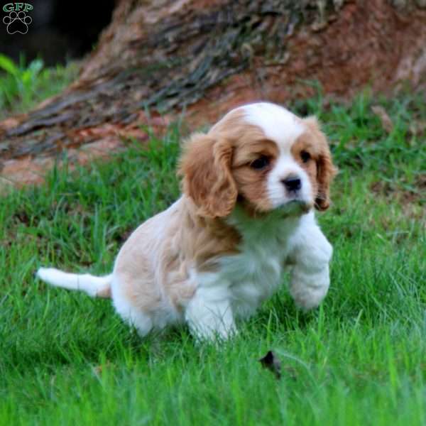 Goldie, Cavalier King Charles Spaniel Puppy