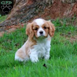 Goldie, Cavalier King Charles Spaniel Puppy