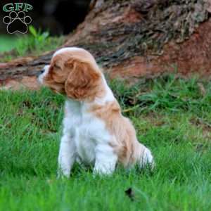 Goldie, Cavalier King Charles Spaniel Puppy