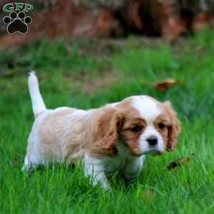 Goldie, Cavalier King Charles Spaniel Puppy