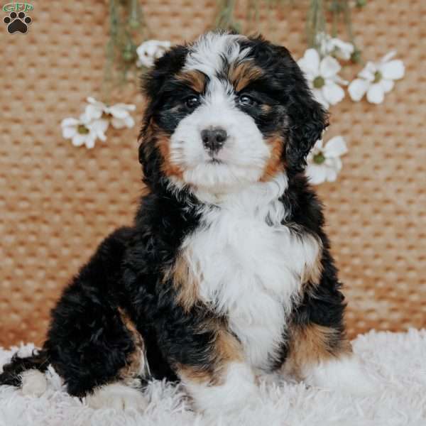 Goldie, Bernedoodle Puppy