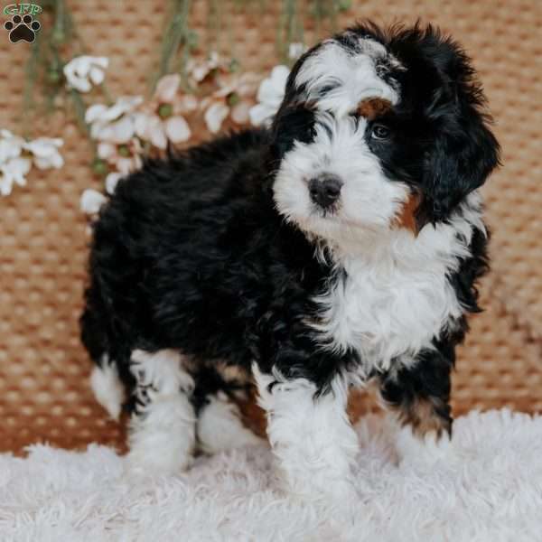 Gordon, Bernedoodle Puppy