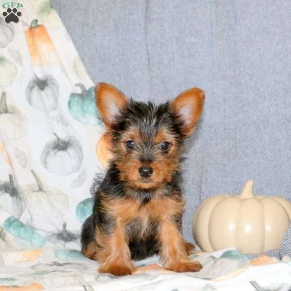 Grace, Yorkie Puppy