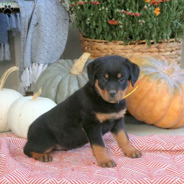 Grace, Rottweiler Puppy