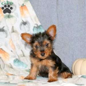 Grace, Yorkie Puppy