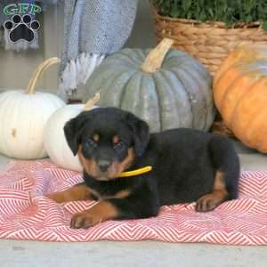 Grace, Rottweiler Puppy