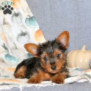 Grace, Yorkie Puppy