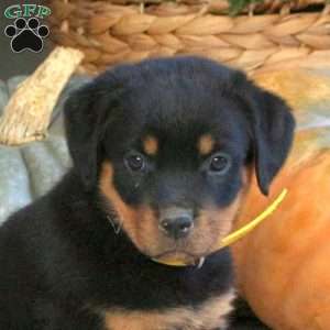 Grace, Rottweiler Puppy