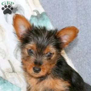 Grace, Yorkie Puppy