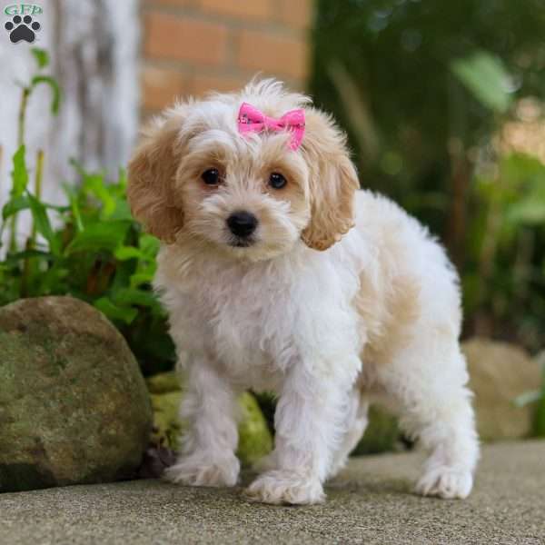 Gracie, Cockapoo Puppy