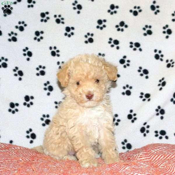 Gracie, Toy Poodle Puppy