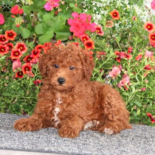 Gracie, Miniature Poodle Puppy