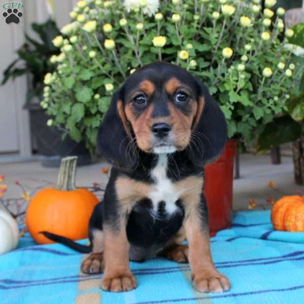 Gracie, Beaglier Puppy