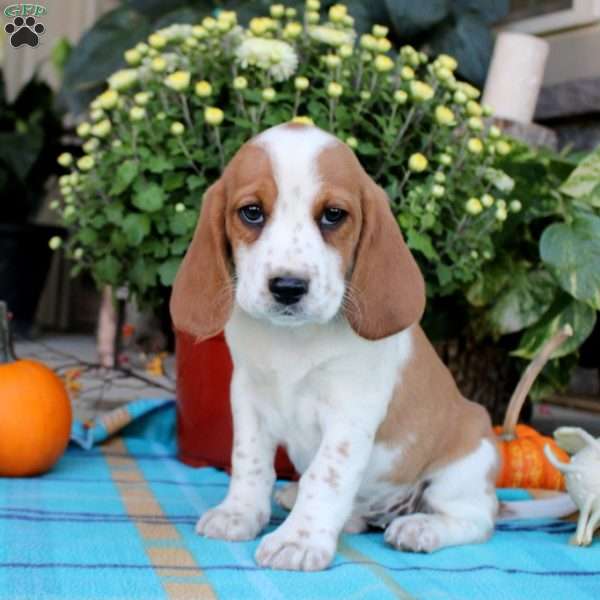 Graham, Beaglier Puppy