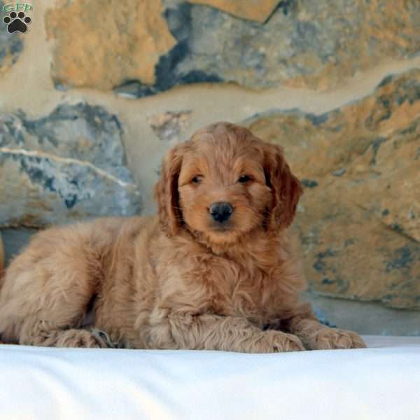 Grant, Mini Goldendoodle Puppy