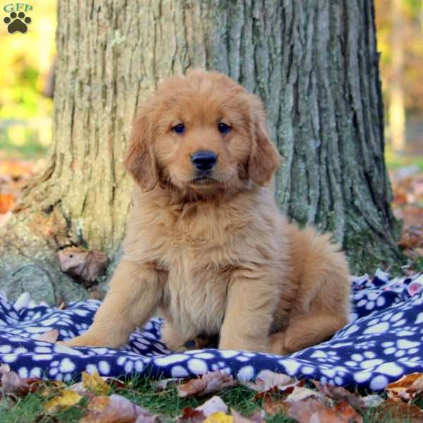 Greg, Golden Retriever Puppy