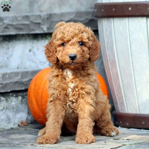 Greg, Mini Goldendoodle Puppy