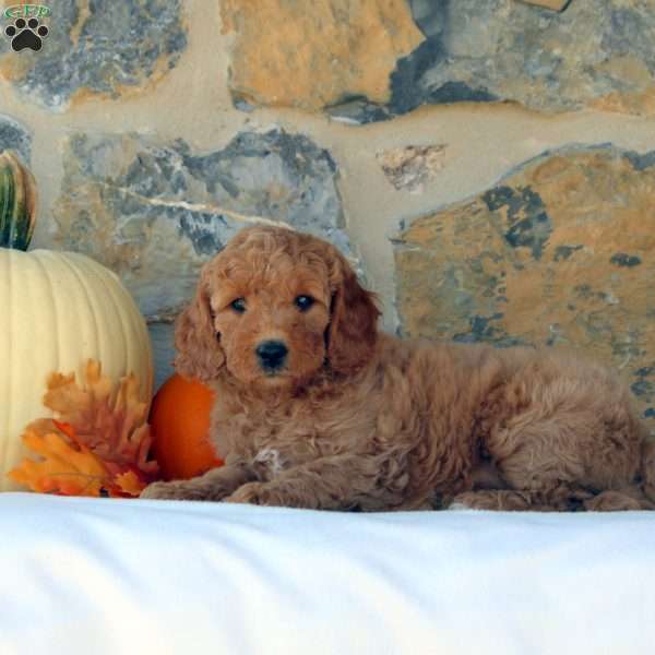 Greta, Mini Goldendoodle Puppy