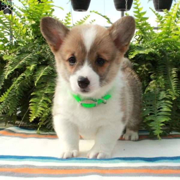 Gretel, Pembroke Welsh Corgi Puppy