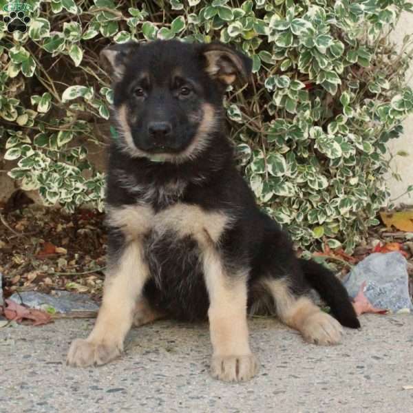 Gretel, German Shepherd Puppy