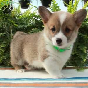 Gretel, Pembroke Welsh Corgi Puppy