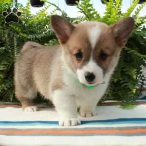 Gretel, Pembroke Welsh Corgi Puppy