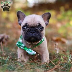 Grover, French Bulldog Puppy