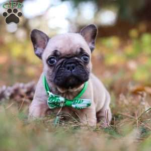 Grover, French Bulldog Puppy