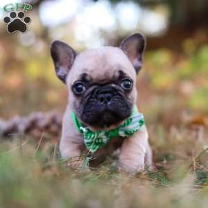 Grover, French Bulldog Puppy