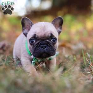 Grover, French Bulldog Puppy