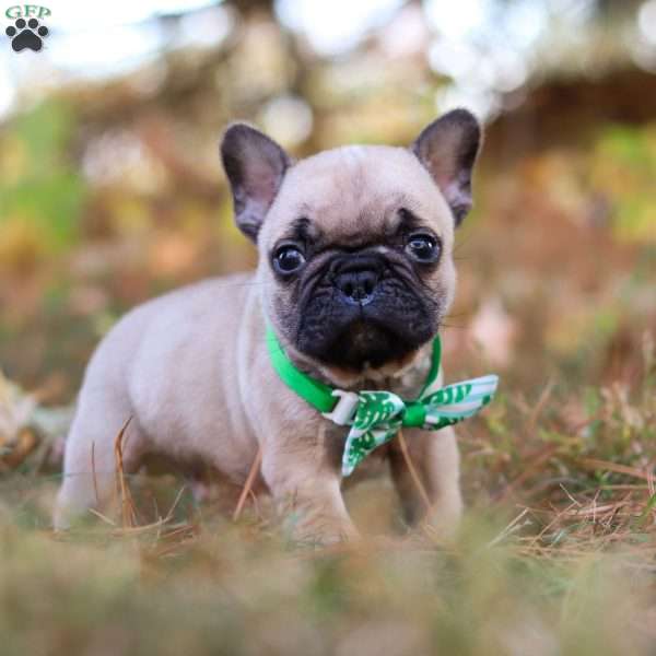 Grover, French Bulldog Puppy