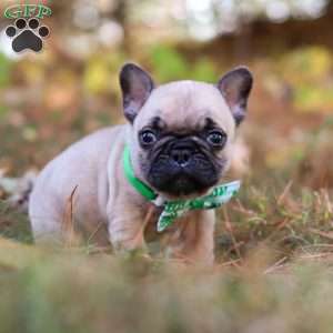 Grover, French Bulldog Puppy