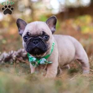 Grover, French Bulldog Puppy