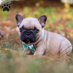 Grover, French Bulldog Puppy