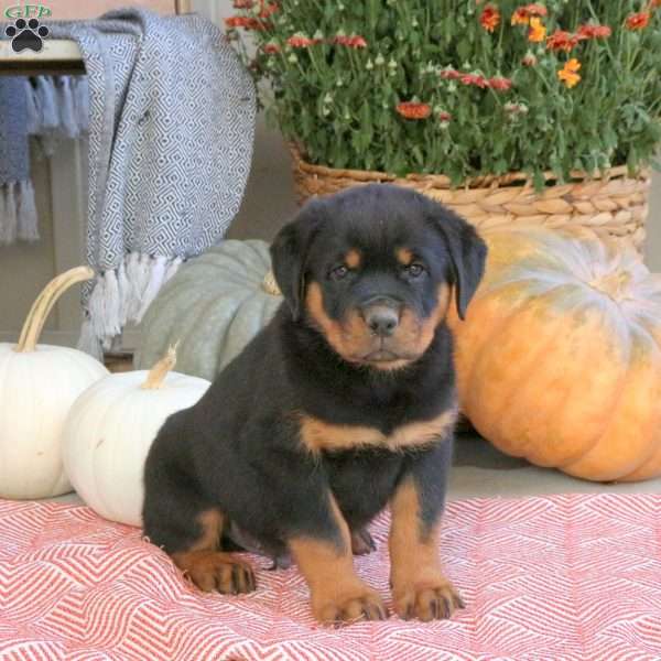 Grover, Rottweiler Puppy