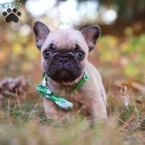 Grover, French Bulldog Puppy