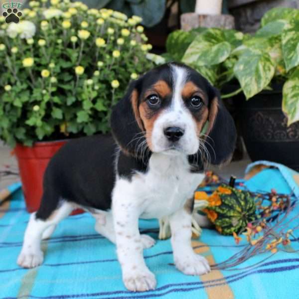 Gunner, Beaglier Puppy