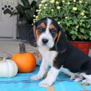 Gunner, Beaglier Puppy