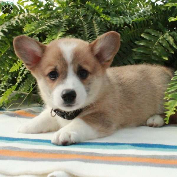 Gus, Pembroke Welsh Corgi Puppy