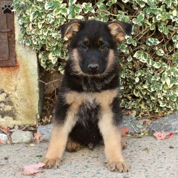 Gus, German Shepherd Puppy