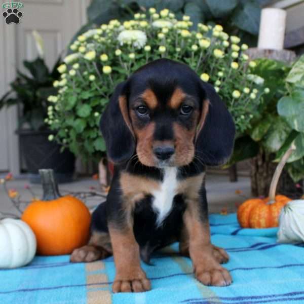 Gus, Beaglier Puppy