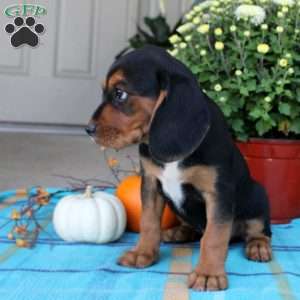 Gus, Beaglier Puppy