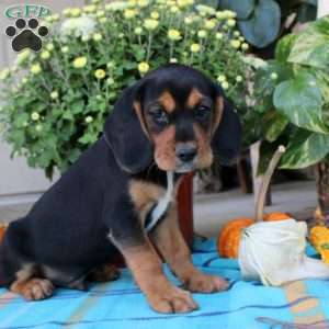 Gus, Beaglier Puppy