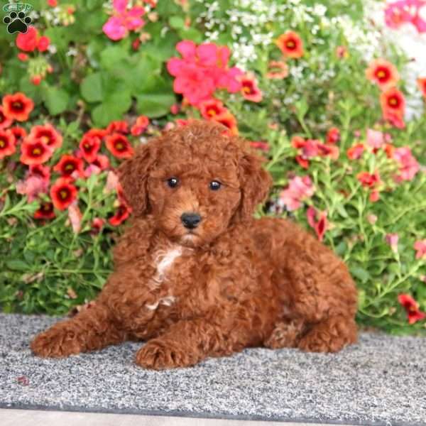 Gusto, Miniature Poodle Puppy