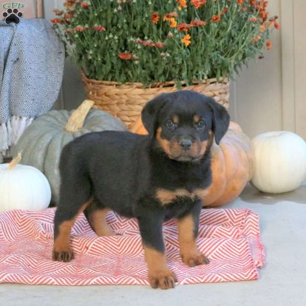 Gwen, Rottweiler Puppy